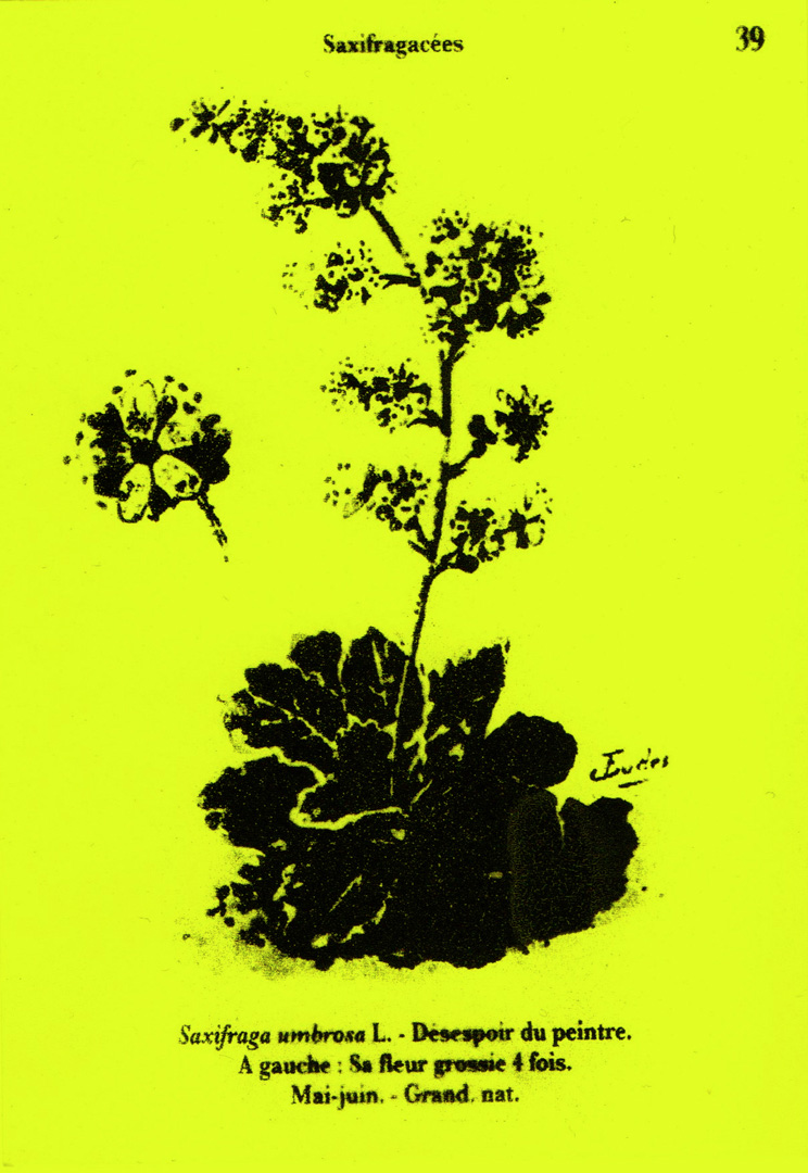 https://www.mireilleblanc.com/files/gimgs/th-6_mireille-blanc-saxifraga-umbrosa-marianne-derrien-2013-1.jpg